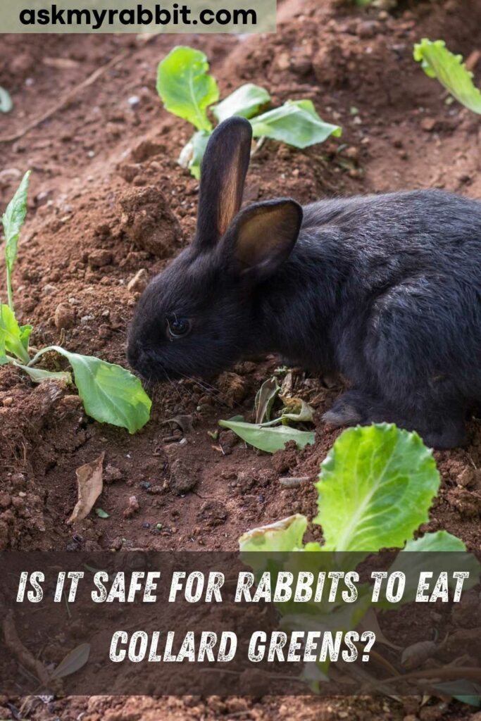 is it safe for rabbits to eat collard greens?