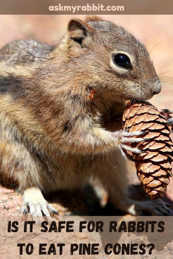 Is It Safe For Rabbits To Eat Pine cones