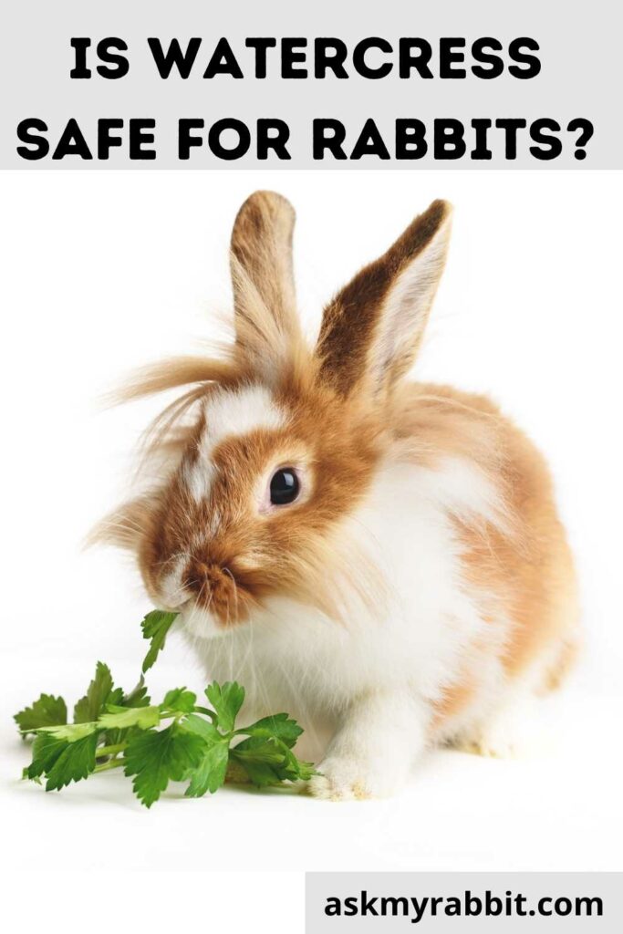 Is Watercress Safe For Rabbits