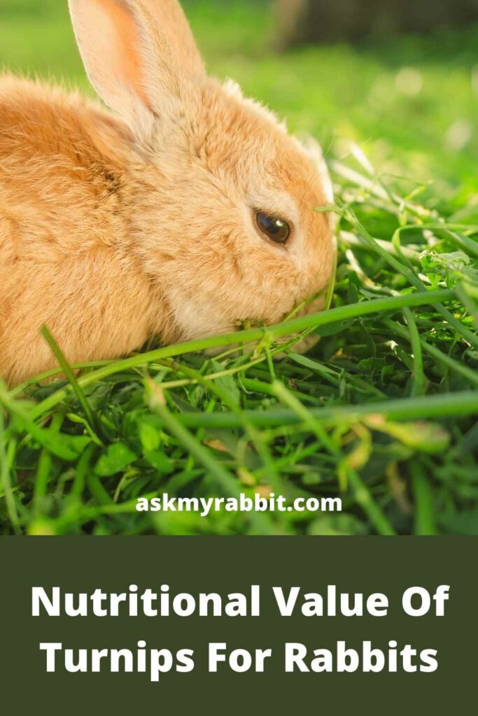 Nutritional-Value-Of-Turnips-For-Rabbits