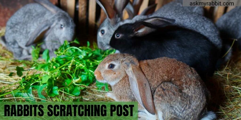 Rabbits Scratching Post