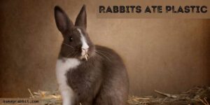 Rabbits Ate Plastic: What To Do If A Rabbit Ate Plastic?