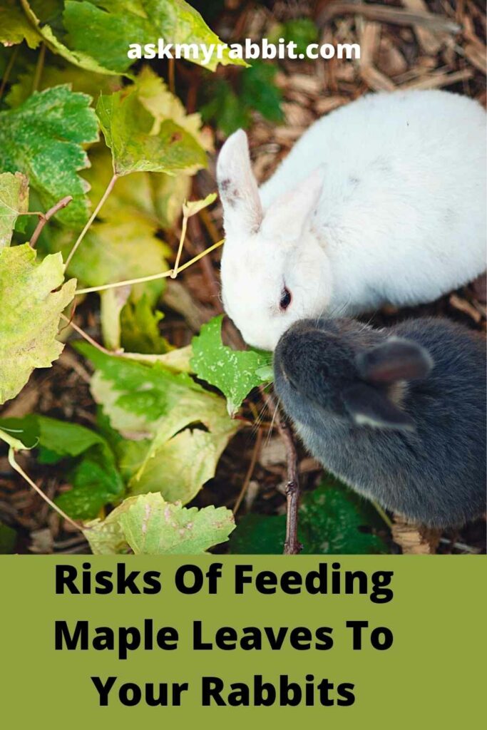 Risks-Of-Feeding-Maple-Leaves-To-Your-Rabbits