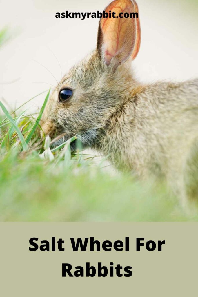 Salt-Wheel-For-Rabbits