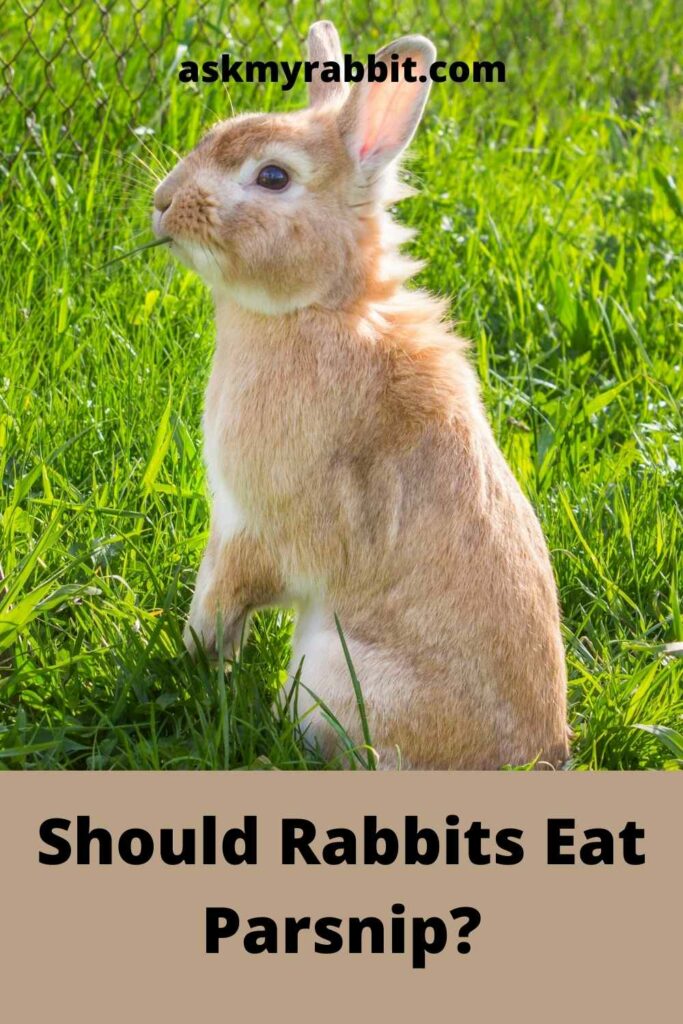 Should Rabbits Eat Parsnip?
