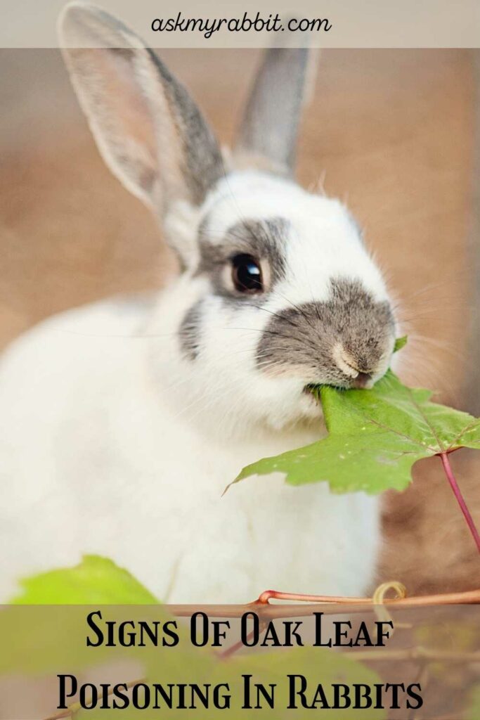 Signs Of Oak Leaf Poisoning In Rabbits