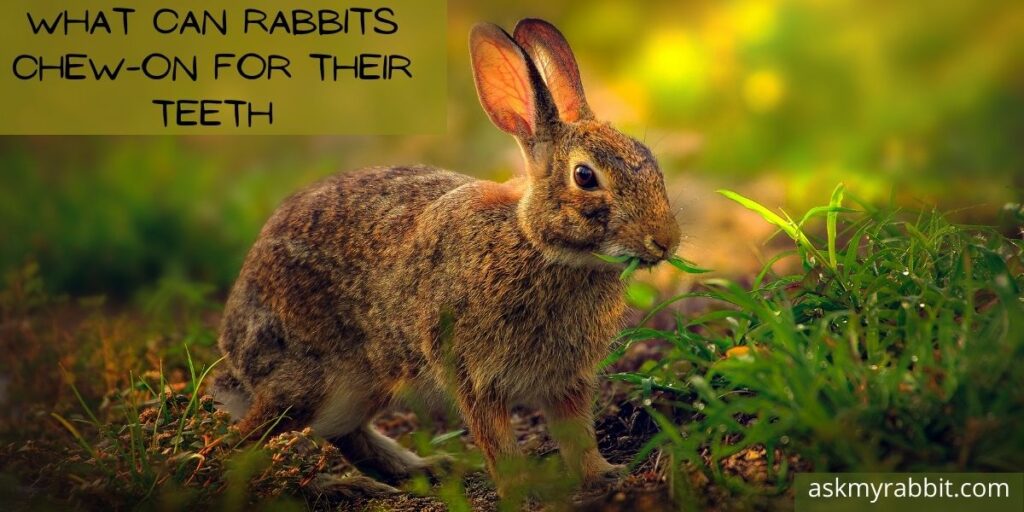 WHAT CAN RABBITS CHEW ON FOR THEIR TEETH