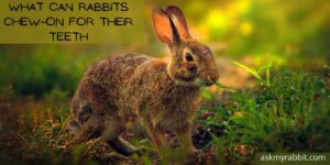 What Can Rabbit Chew-On For Their Teeth?
