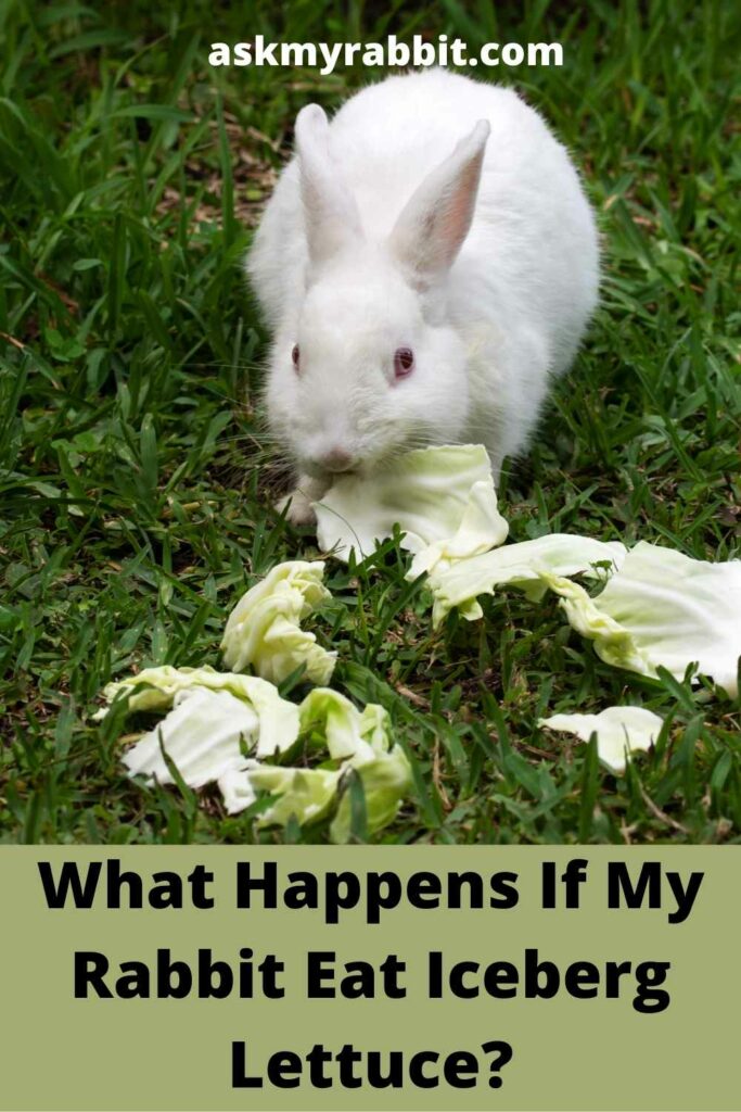 What-Happens-If-My-Rabbit-Eat-Iceberg-Lettuce