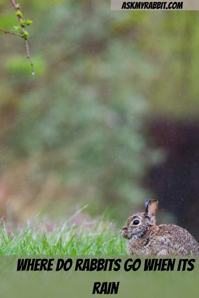 Where do Rabbits Go When It Rains