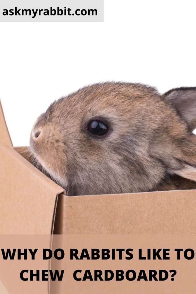 Why Do Rabbits Like To Chew Cardboard