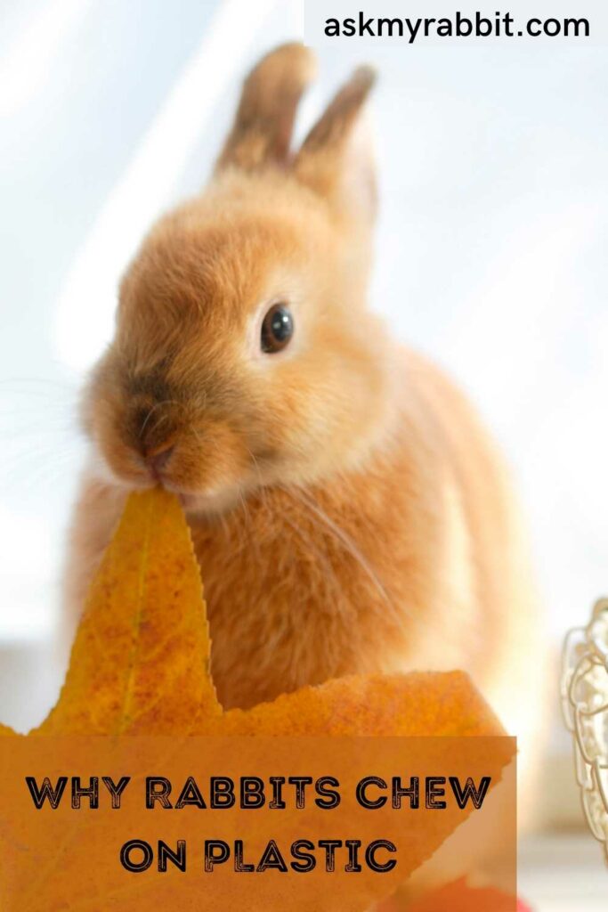 Why Rabbits Chew On Plastic