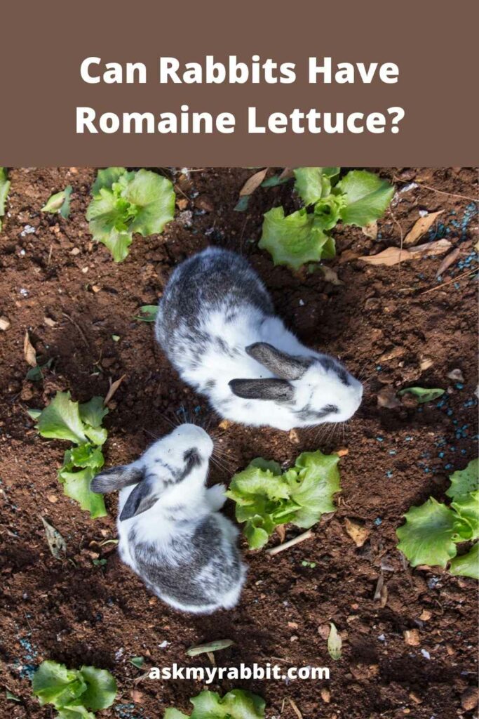 can rabbits have romaine lettuce