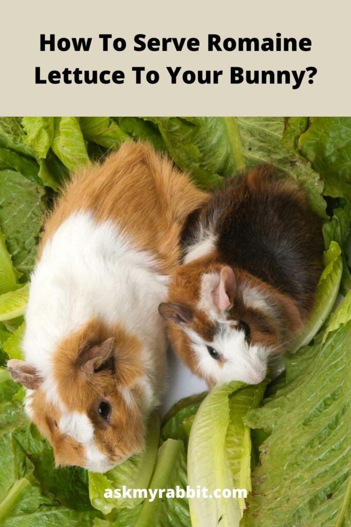 how to serve romaine lettuce to your bunny