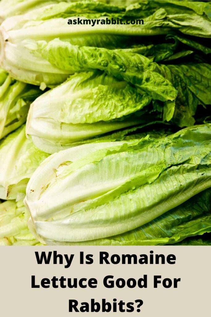 Why Is Romaine Lettuce Good For Rabbits?