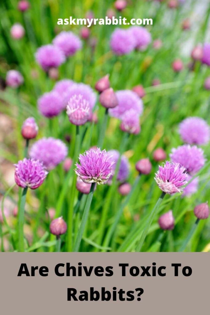 Are-Chives-Toxic-To-Rabbits
