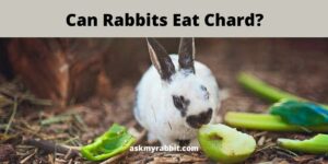 Can Rabbits Eat Chard? All You Need To Know!