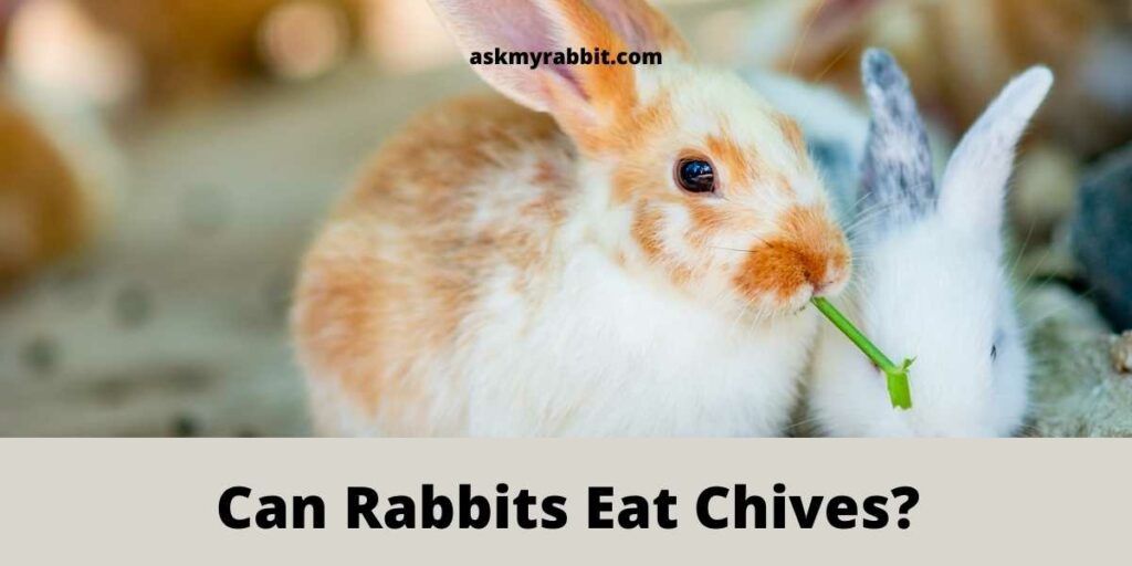 Can Rabbits Eat Chives