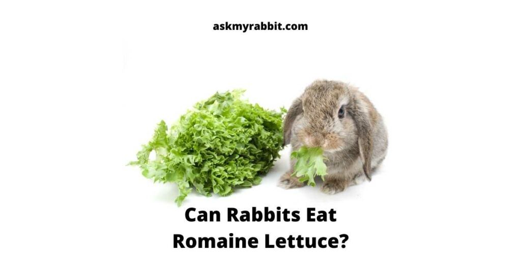 Can-Rabbits-Eat-Romaine-Lettuce
