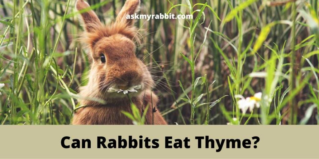Can Rabbits Eat Thyme