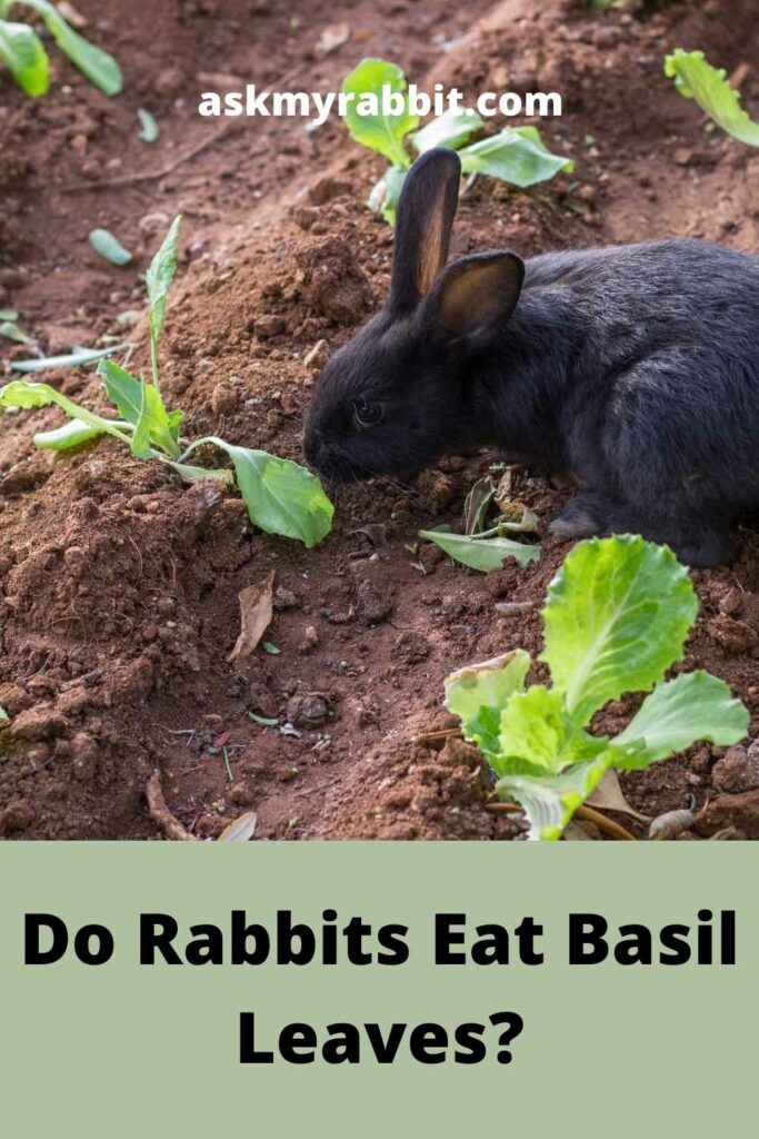 Do Rabbits Eat Basil Leaves?