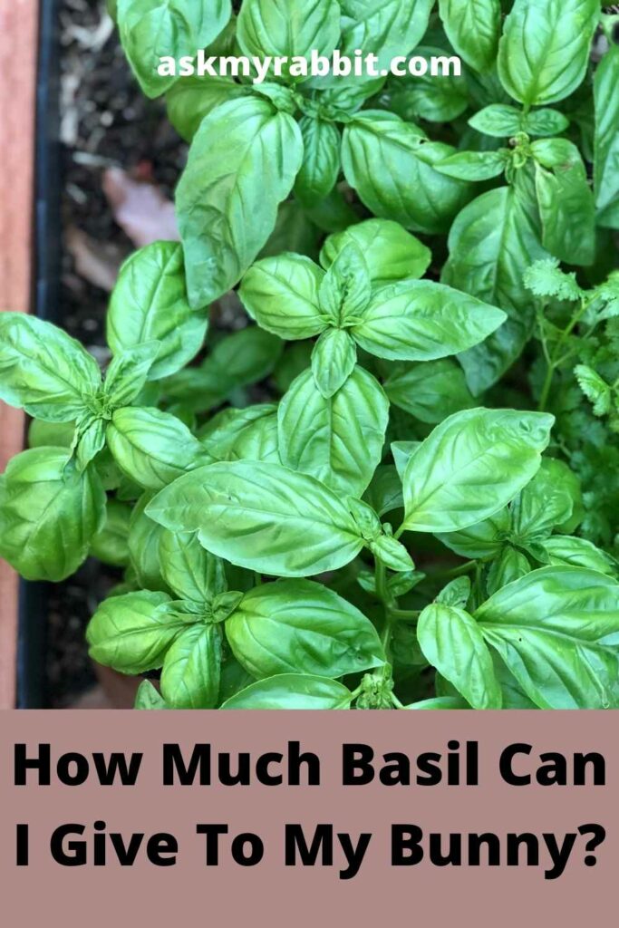 How Much Basil Can I Give To My Bunny?