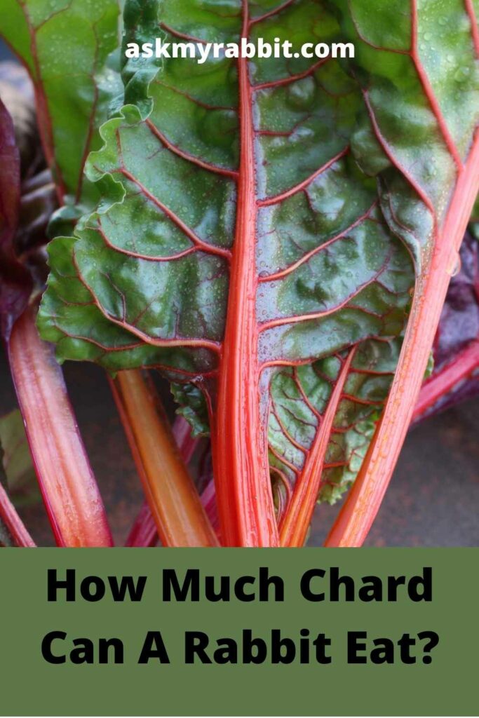 How Much Chard Can A Rabbit Eat?