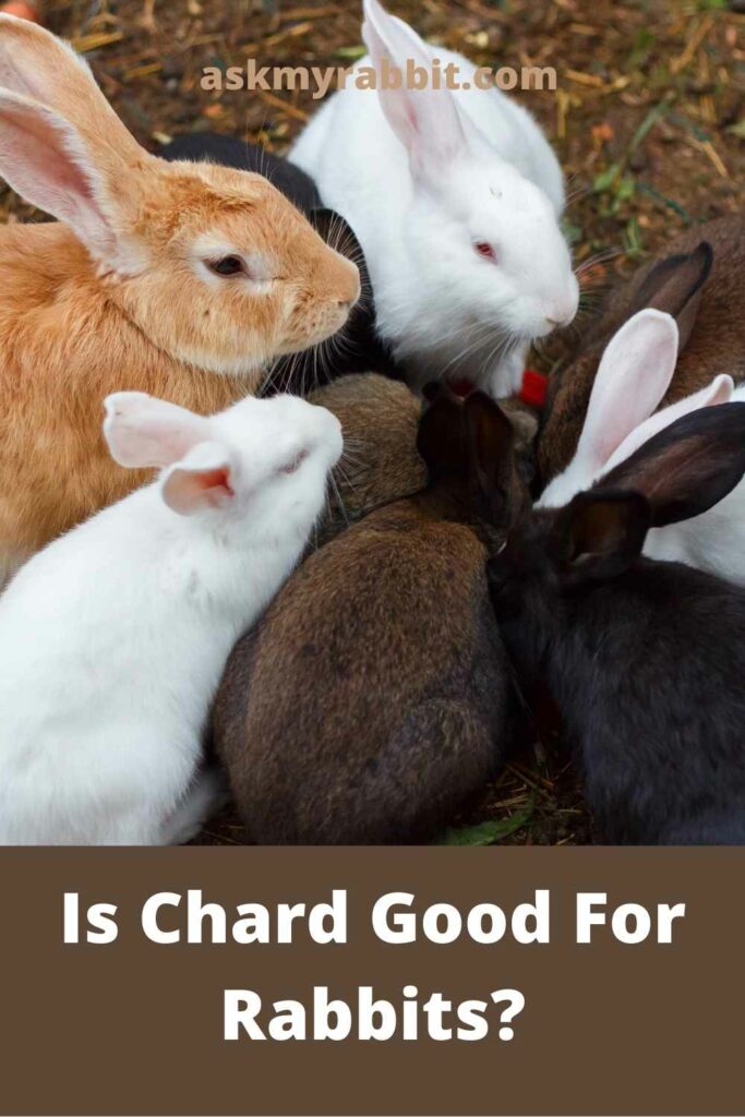 Is Chard Good For Rabbits?