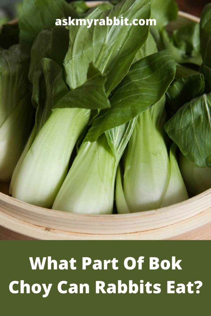 What Part Of Bok Choy Can Rabbits Eat?