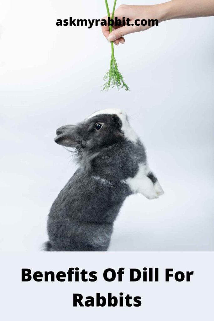 Benefits Of Dill For Rabbits