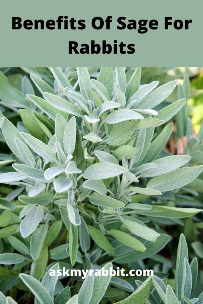 Benefits Of Sage For Rabbits