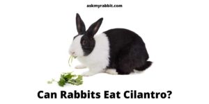 Can Rabbits Eat Cilantro? Is It Safe For Rabbits To Eat Cilantro?