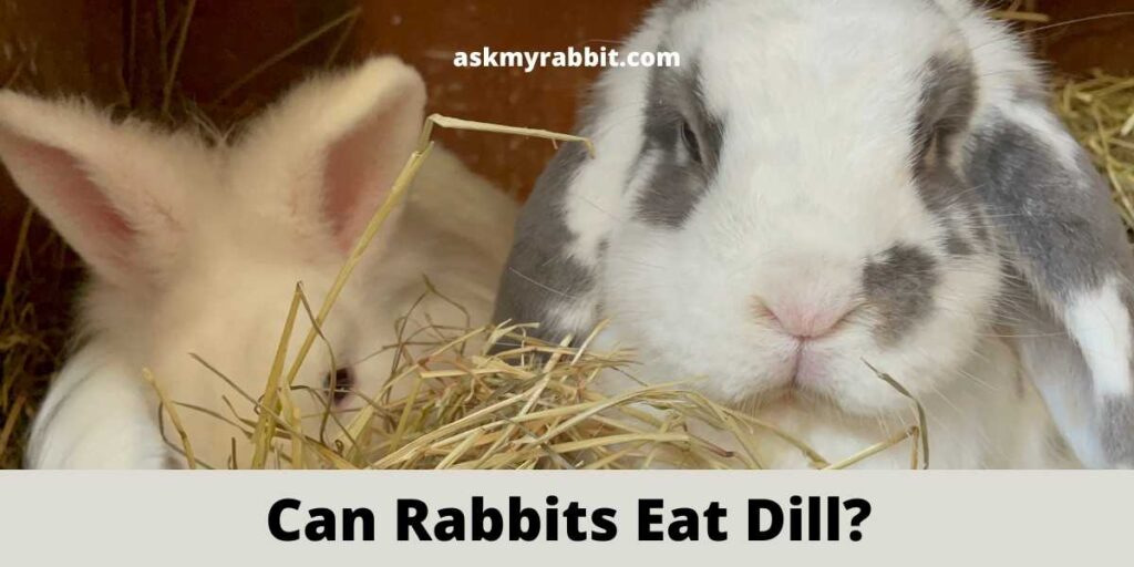 Can Rabbits Eat Dill