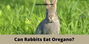 Can Rabbits Eat Oregano? Benefits And Risks!