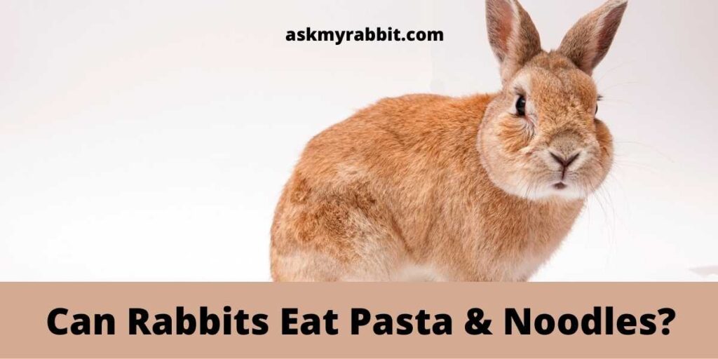Can Rabbits Eat Pasta & Noodles?