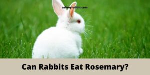 Can Rabbits Eat Rosemary? Is It Safe?