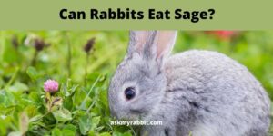 Can Rabbits Eat Sage? Things You Should Know!