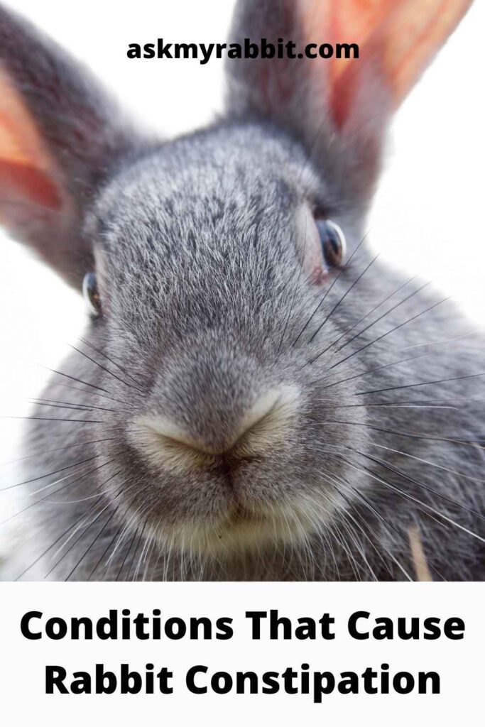 Conditions That Cause Rabbit Constipation