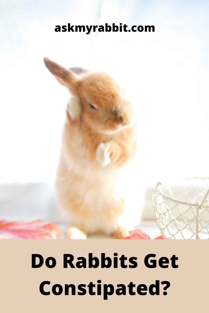 Do Rabbits Get Constipated?