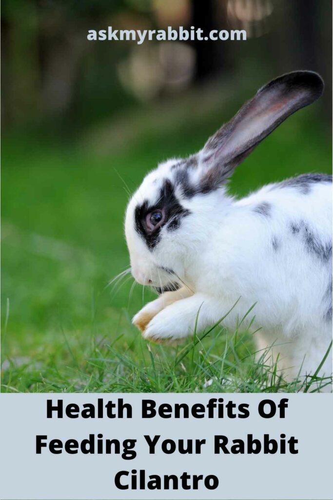 Health Benefits Of Feeding Your Rabbit Cilantro