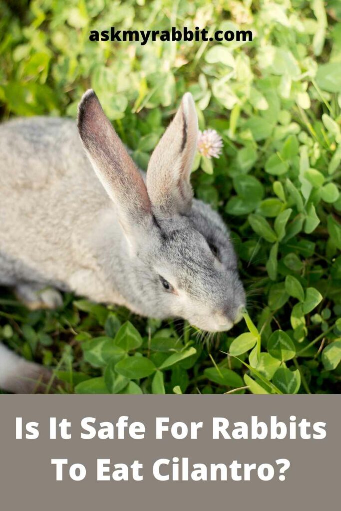 Is It Safe For Rabbits To Eat Cilantro?