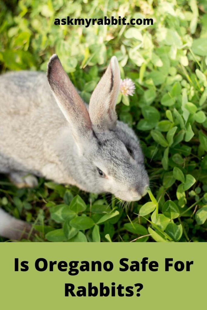 Is Oregano Safe For Rabbits?