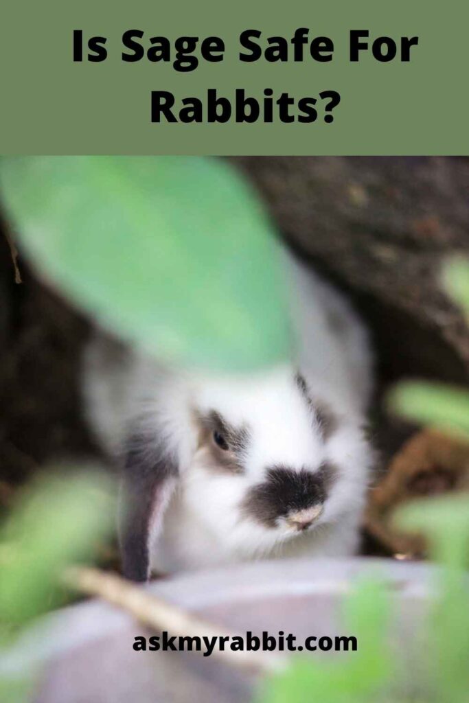Is Sage Safe For Rabbits?