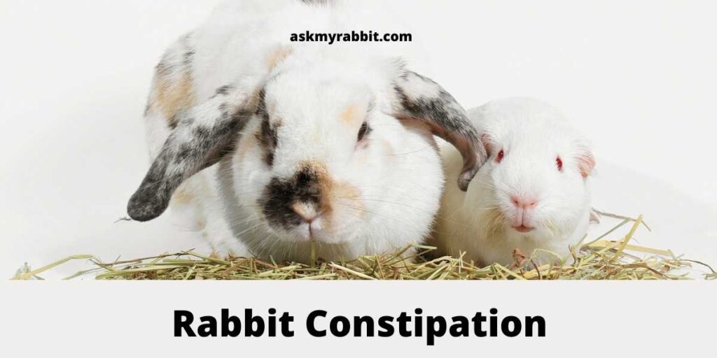 Rabbit Constipation