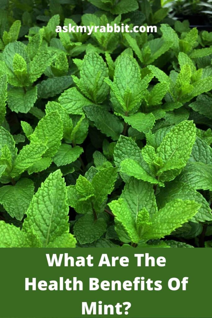 what are the health benefits of mint