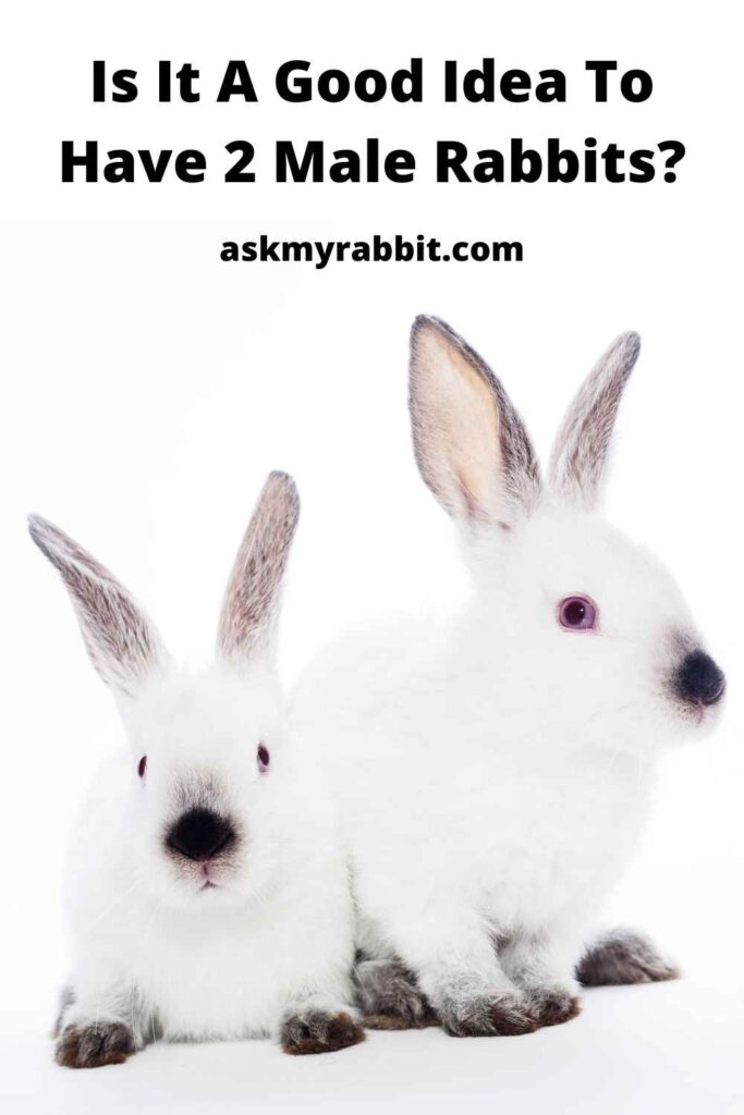 Is It A Good Idea To Have 2 Male Rabbits?