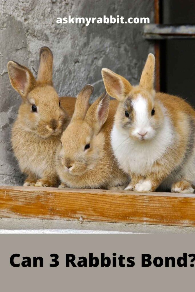 Can 3 Rabbits Bond?