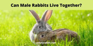 Can Male Rabbits Live Together? How To Introduce Them?