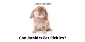 Can Rabbits Eat Pickles? All You Need To Know!