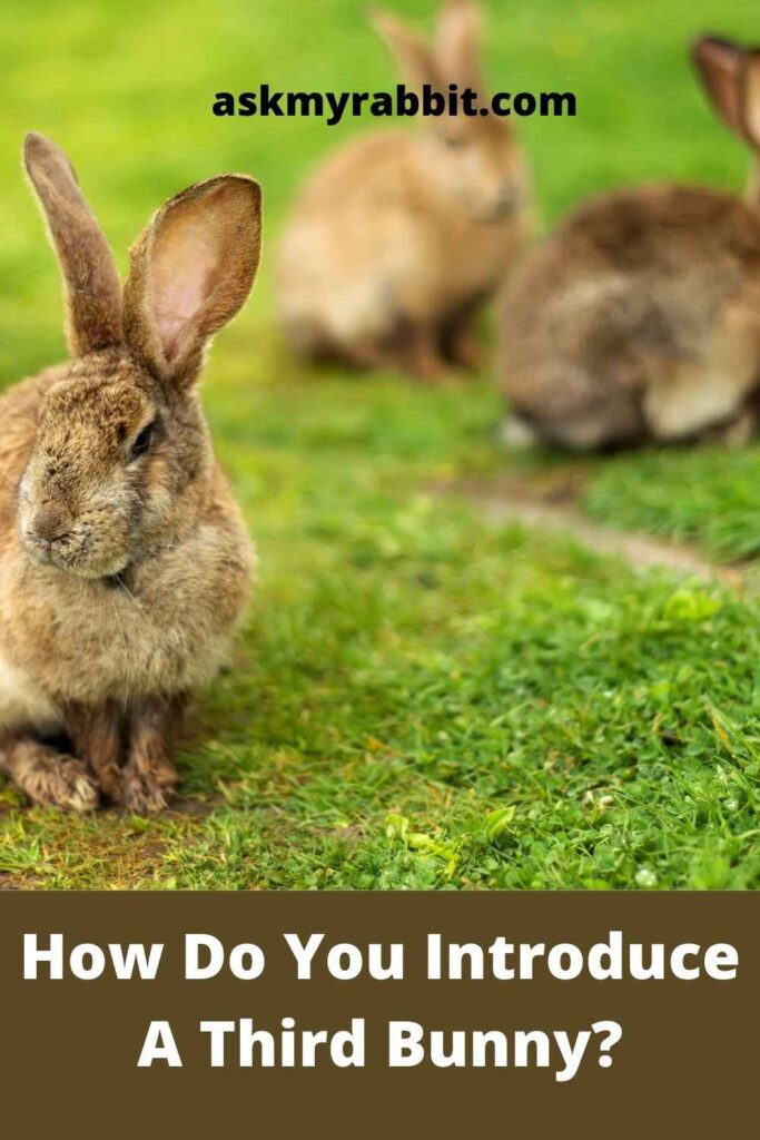 How Do You Introduce A Third Bunny?
